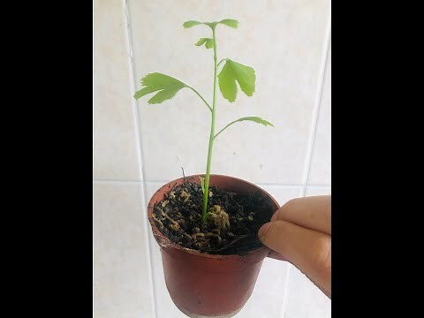 銀杏樹 種植